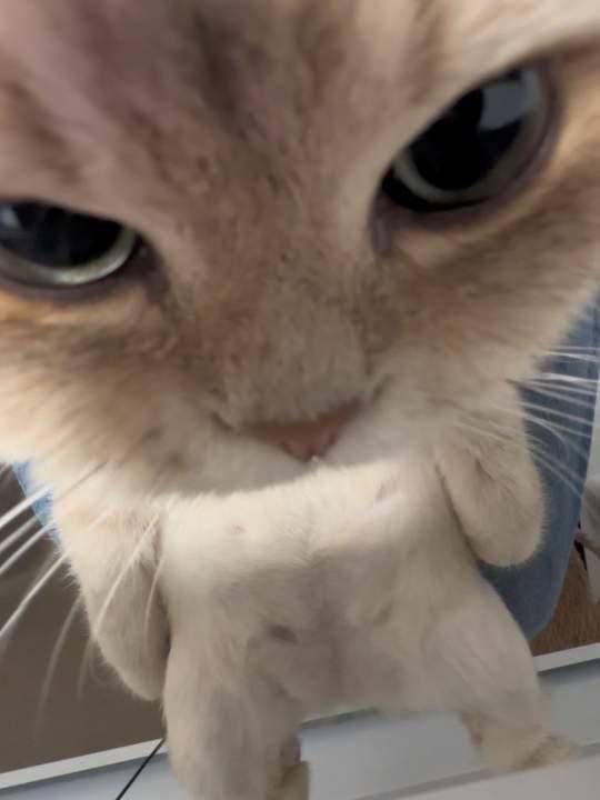 #猫猫头 这样看你 👀
