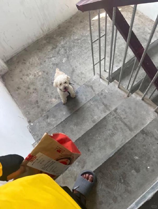 #狗子 闻着味就来了#狗子 闻着味就来了