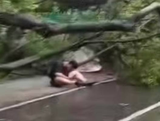 广东 突然 #龙卷风 把树都吹倒砸伤人自然灾害 这种情况医院费用？谁管？暴雨来袭 注意安全 #砸人 #树倒广东 突然 #龙卷风 把树都吹倒砸伤人自然灾害 这种情况医院费用？谁管？暴雨来袭 注意安全 #砸人 #树倒