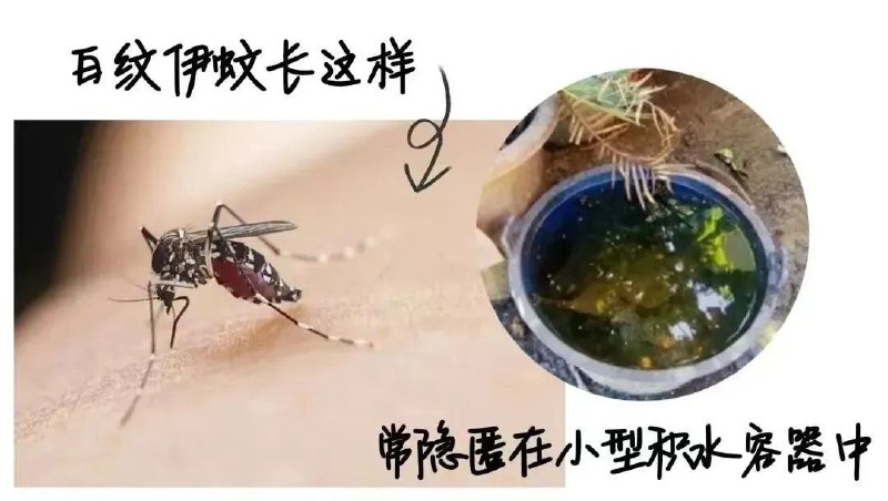 最新通报显示，截至7月23日，广东省佛山市顺德区、南海区、禅城区、三水区、高明区累计报告基孔肯雅热确诊病例3645例，均为轻症